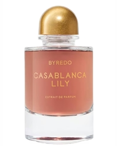 Casablanca Lily 2025 Casablanca Lily 2025